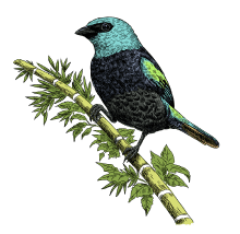 Pajaro Aguardiente Amarillo