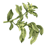 hojas aguardiente amarillo