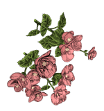 flores rosas aguardiente amarillo